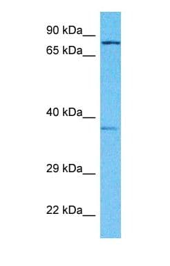 SLC6A9 / GLYT1 Antibody (aa298-347)