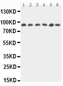 Polyclonal Rabbit anti-Human STAT5B Antibody (aa767-787, IHC, WB)