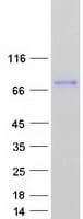 Human ENGASE Protein (Recombinant Myc-DDK (Flag))