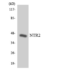 NTSR2 / NTR2 Antibody (aa135-184)