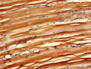 MAEA / EMP Antibody