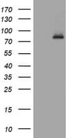 RASGRP3 / GRP3 Antibody (clone OTI3B9)