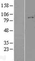 ITGB1 / Integrin Beta 1 / CD29 Protein (Over-Expression Lysate Myc-DDK (Flag))