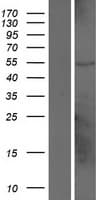 Human LOC653543 Protein (Over-Expression Lysate Myc-DDK (Flag))