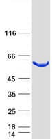 Human TCBE / KCS / HRD Protein (Recombinant Myc-DDK (Flag))