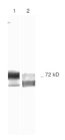 MMP2 Antibody (clone MMP2/2C1)