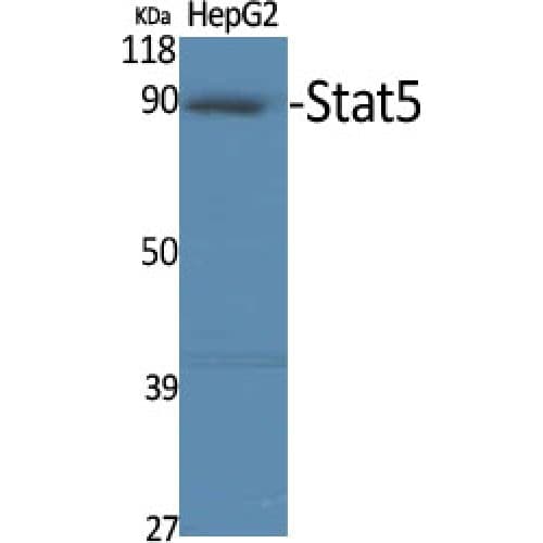 STAT5A Antibody (640-720 aa)