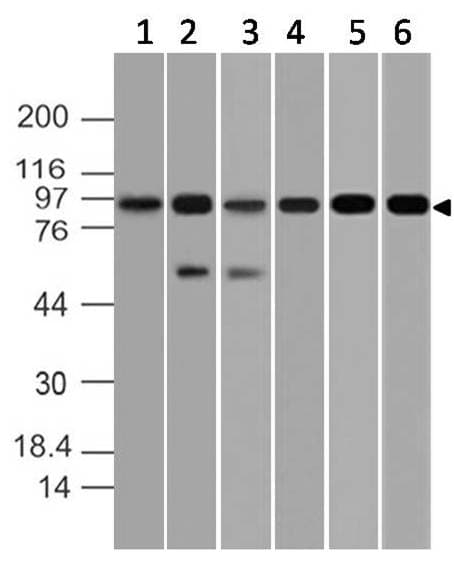 MAP3K14 Antibody
