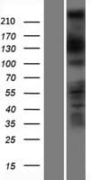 DOCK11 Protein (Over-Expression Lysate Myc-DDK (Flag))