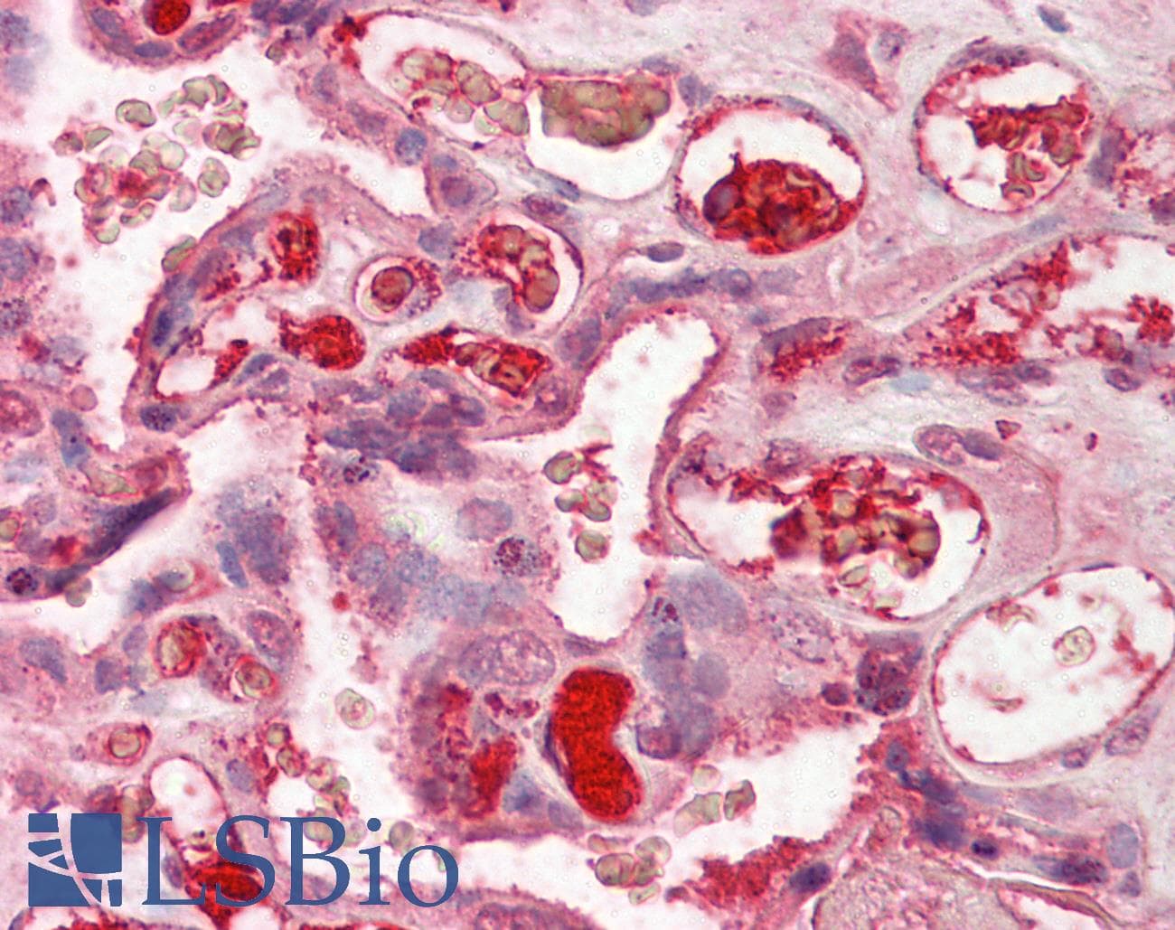 IHC-plus™ Complement C3c Antibody