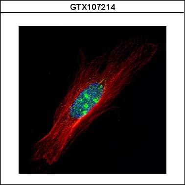 ZFP64 Antibody