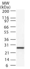 IHC-plus™ Polyclonal Rabbit anti-Human DIABLO / SMAC Antibody (aa199-212, IHC, WB)