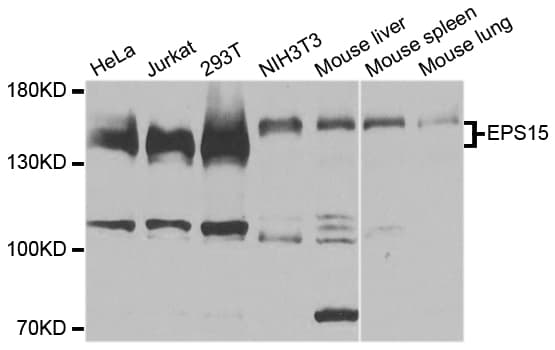 EPS15 Antibody