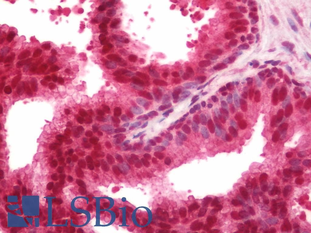 HDGF Antibody (Biotin)