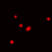 FBL / FIB / Fibrillarin Antibody