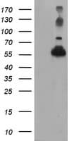 TUBAL3 Antibody (aa150-446, clone OTI2F6, Carrier-free)