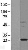 TMEM126A Protein (Over-Expression Lysate Myc-DDK (Flag))