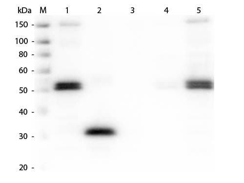 Rabbit Anti-Rat IgG Fc Secondary Antibody (TR)
