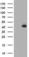 CDX2 Antibody (clone OTI5A1)