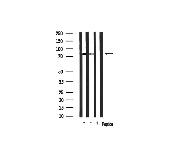 RBAK Antibody