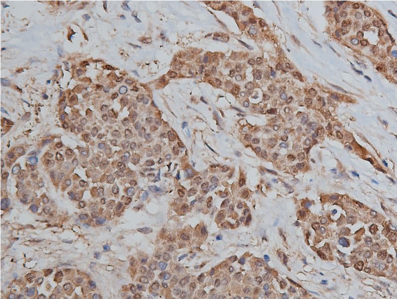 HSP90AB1 / HSP90 Alpha B1 Antibody