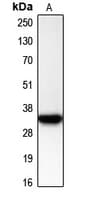 CDK2 Antibody (C-Terminus)