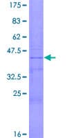 Human ZG16 Protein (Recombinant GST)