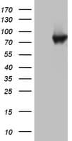 PARN Antibody (aa1-266, clone OTI1G5)