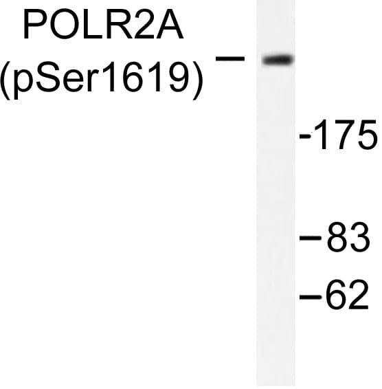 POLR2A / RNA polymerase II Antibody (phospho-Ser1619)