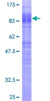 Human SLC1A3 / EAAT1 Protein (Recombinant GST)