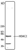 IHC-plus™ HDAC2 Antibody (N-Terminus)