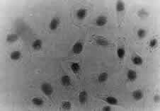 CHAF1B / CAF1 Antibody (clone SS 24 1-68)