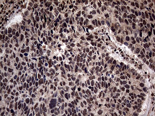 SSU72 Antibody (clone OTI5A1, Carrier-free)