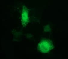 IDO1 / IDO Antibody (clone OTI1F1)