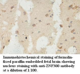 ZNF300 Antibody (aa220-479)