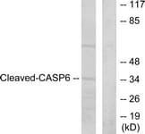 Polyclonal Rabbit anti-Mouse CASP6 / Caspase 6 Antibody (aa144-193, IHC, WB)