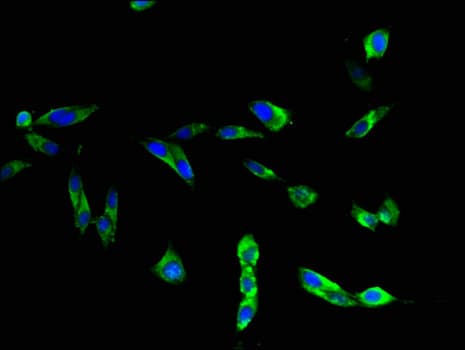 TLR3 Antibody