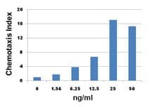Human MIP2 / GRO2 / CXCL2 Protein (Recombinant)