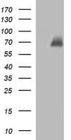 CHAF1B / CAF1 Antibody (clone OTI4F7)