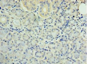 SYT4 Antibody (aa38-190)