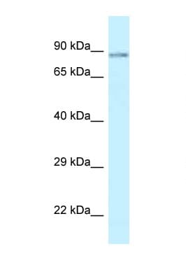 SCYL1 / NTKL Antibody (aa739-788)