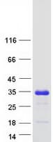 Human C2orf68 Protein (Recombinant Myc-DDK (Flag))