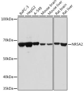 NR5A2 / LRH-1 Antibody