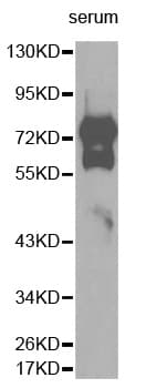 VTN / Vitronectin Antibody