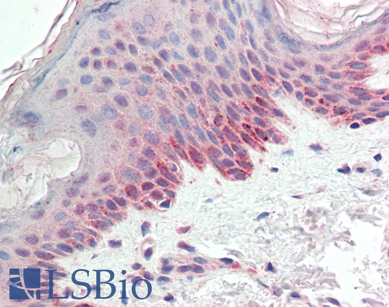 IHC-plus™ Polyclonal Goat anti-Human CREB3 / LZIP Antibody (aa76-87, IHC, WB)