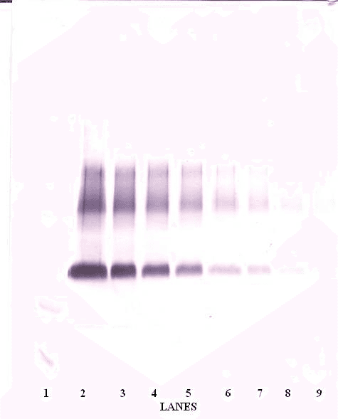 IHC-plus™ WNT3A Antibody