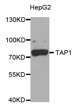 ABCB2 / TAP1 Antibody
