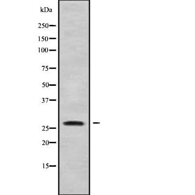CLDN12 / Claudin 12 Antibody