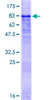 Human PRRT2 Protein (Recombinant GST)