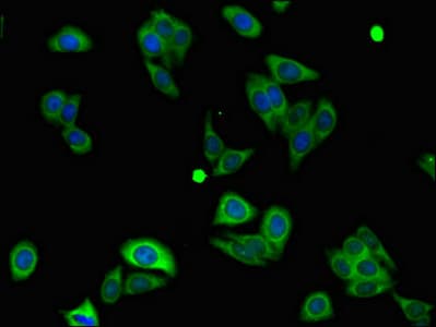 NALP3 / NLRP3 Antibody